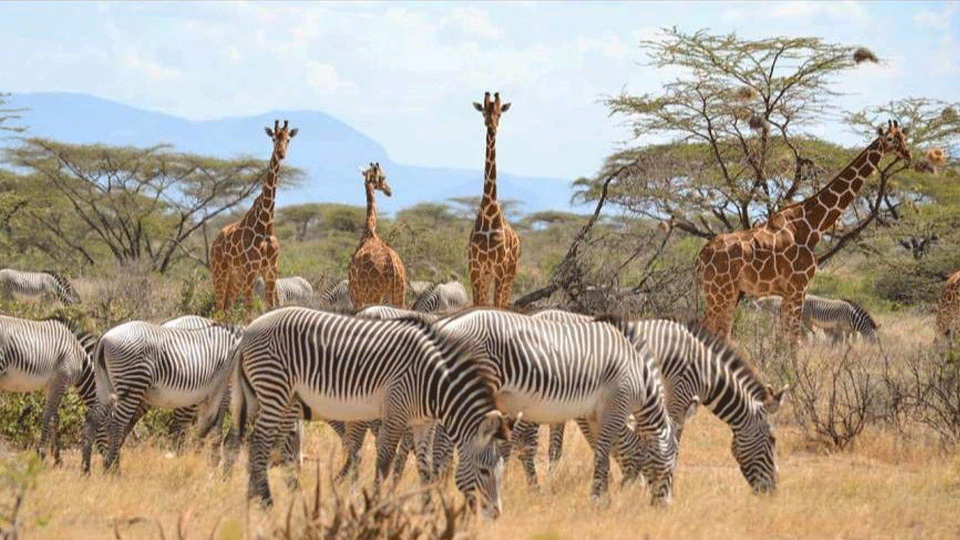 Impact of the Proposed Wildlife Policy, 2020