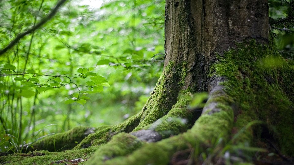 Are the amendments to the Forest Management and Conservation Act 2016 justified?