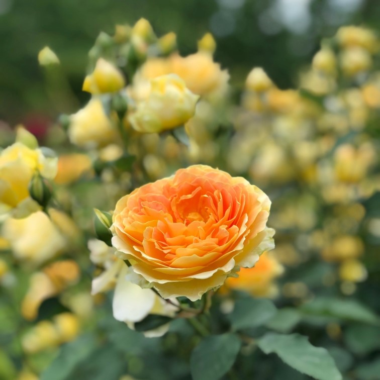 Nurturing the Growth of Horticulture in Africa