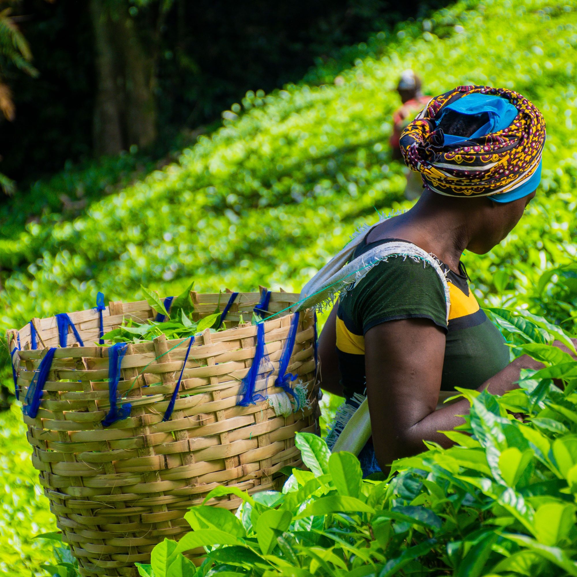 Kenya Geographical Indications Bill, 2026 – Joint Policy Brief
